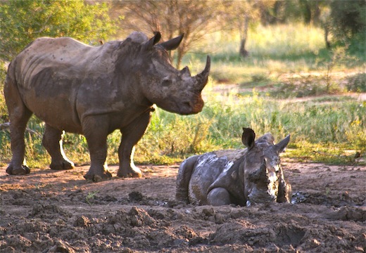 african white rhino endangered