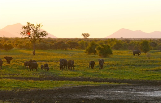 african landscape elephants