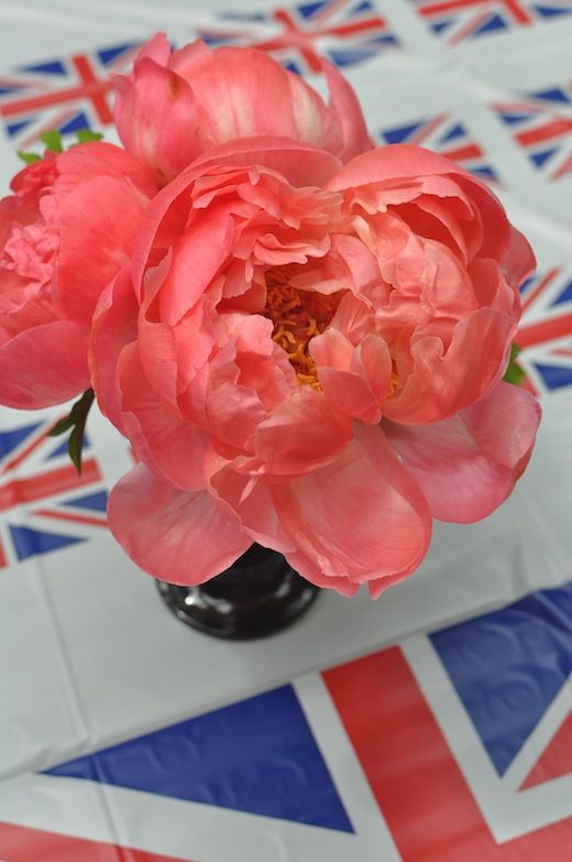 coral charm peony