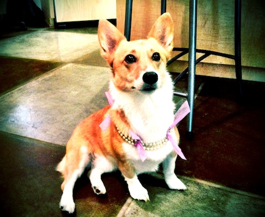 corgi wearing pearls