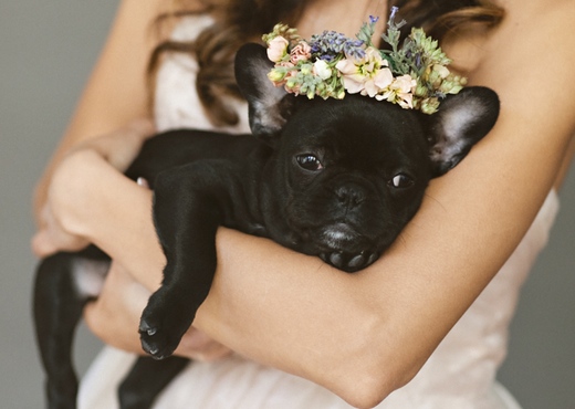 flower dog collar for wedding